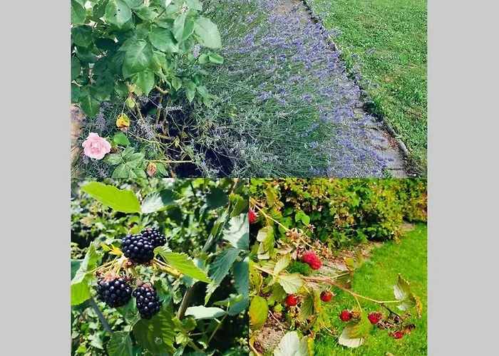 The * 卢布尔雅那